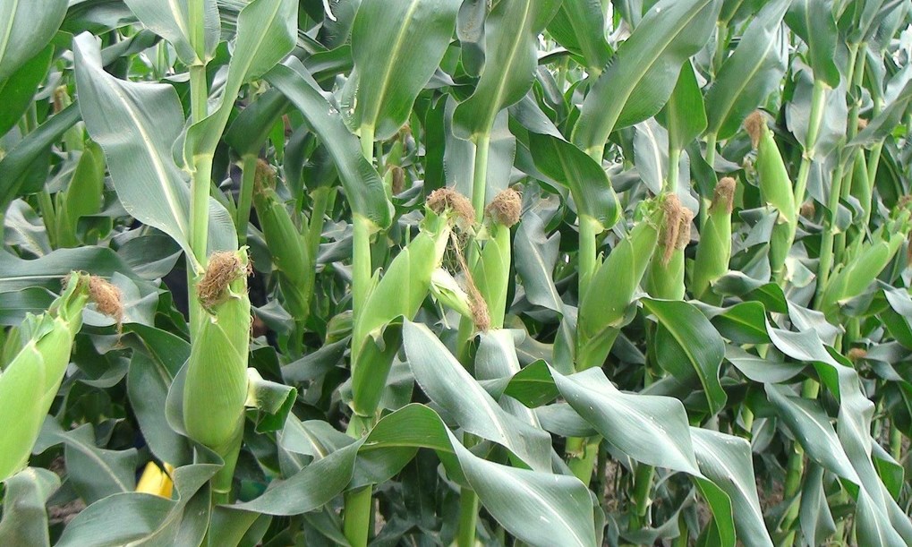 Bãi ngô (Bài đọc hiểu tiếng Việt lớp 3 - đề số 39)